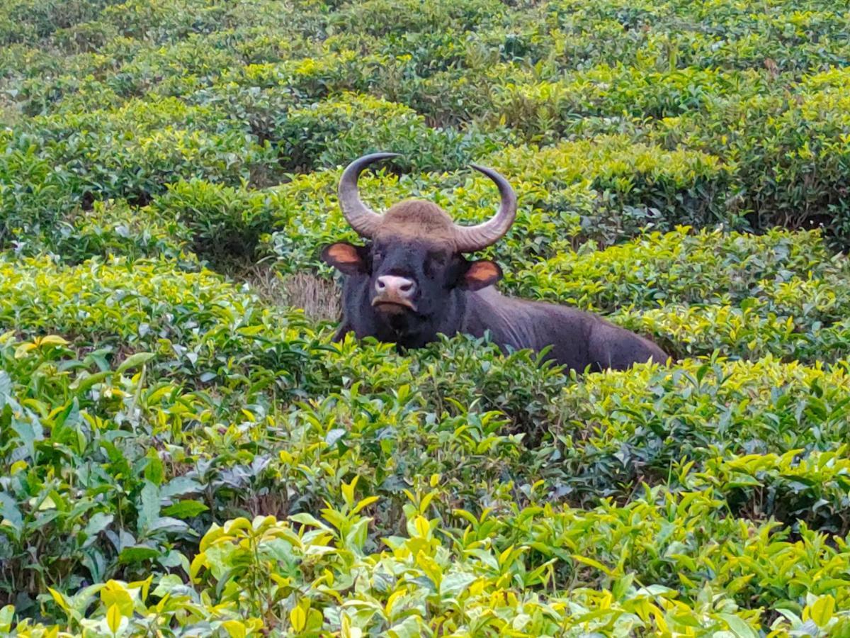 Ark Heritage Coonoor Esterno foto